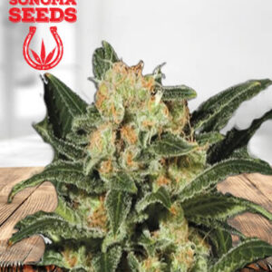buy cannabis seeds online usa